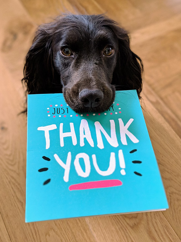 A dog holding a Thank You card